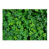 Fotomurale - Green Clover