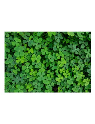 Fotomurale - Green Clover