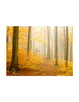 Fotomurale - bosco - autunno