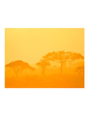 Fotomurale - Orange savanna