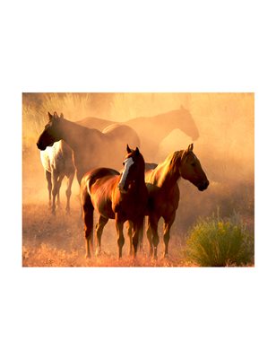 Fotomurale - Cavalli selvaggi nel deserto