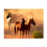 Fotomurale - Cavalli selvaggi nel deserto