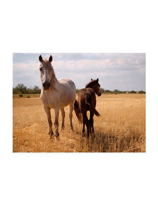 Fotomurale - Cavallo e puledro