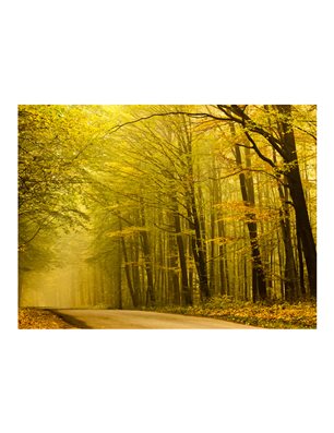 Fotomurale - Strada nella foresta d'autunno
