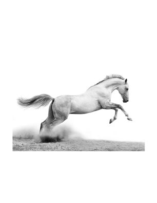Fotomurale - White gallop