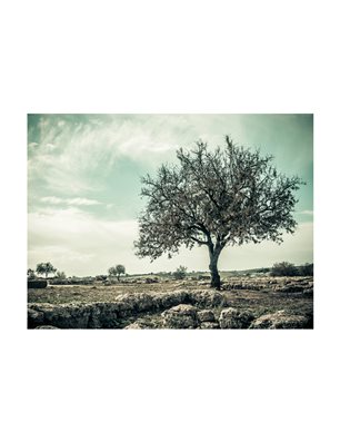 Fotomurale - albero - vintage