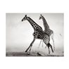 Fotomurale - Giraffe