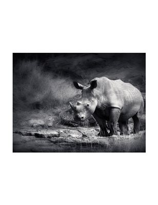 Fotomurale - Rinoceronte in meditazione