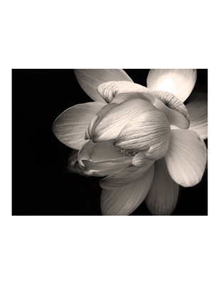 Fotomurale - Fiore di loto