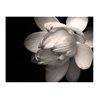 Fotomurale - Fiore di loto