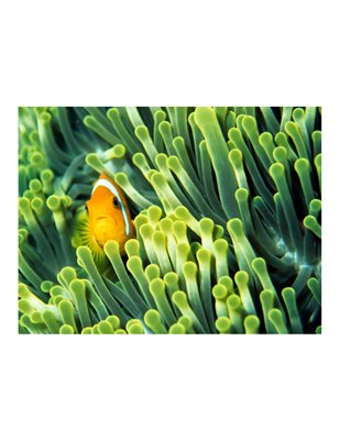 Fotomurale - Anemonefish