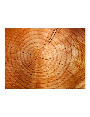Fotomurale - Tronco d'albero con anelli annuali