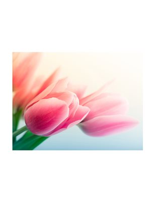 Fotomurale - Primavera e tulipani