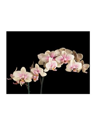 Fotomurale - Orchidea in fiore