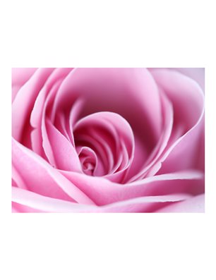 Fotomurale - Una rosa, rosa