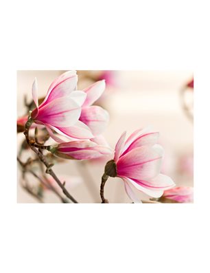 Fotomurale - Branch of magnolia tree