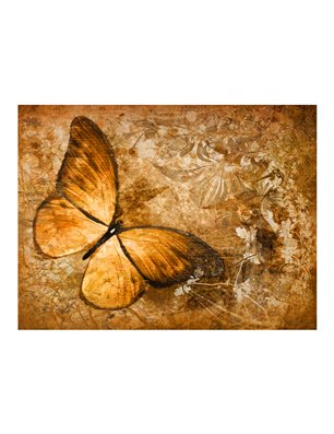 Fotomurale - butterfly (sepia)