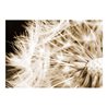 Fotomurale - Dandelion - sepia