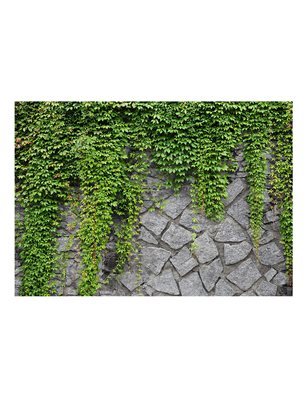 Fotomurale - Muro verde