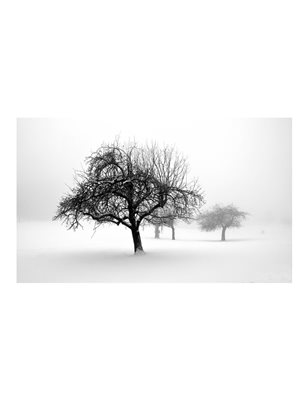 Fotomurale - inverno - alberi