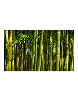 Fotomurale - Asiatica foresta di bambù