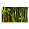 Fotomurale - Asiatica foresta di bambù