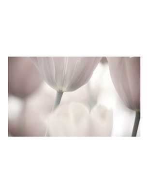 Fotomurale - Tulips fine art - black and white