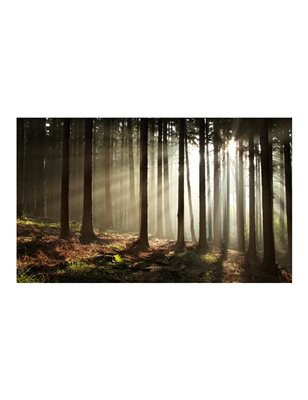 Fotomurale - Foresta di conifere al mattino