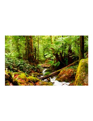 Fotomurale - Foresta equatoriale