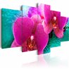 Quadro - Exotic orchids