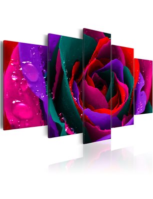 Quadro - Multicoloured rose