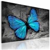 Quadro - Studio di una farfalla