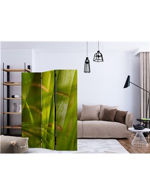 Paravento - bamboo - nature zen [Room Dividers]