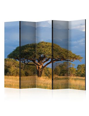 Paravento - African acacia tree, Hwange National Park, Zimbabwe II [Room Dividers]