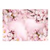 Fotomurale adesivo - Spring Cherry Blossom