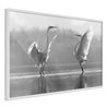 Poster - Black and White Herons