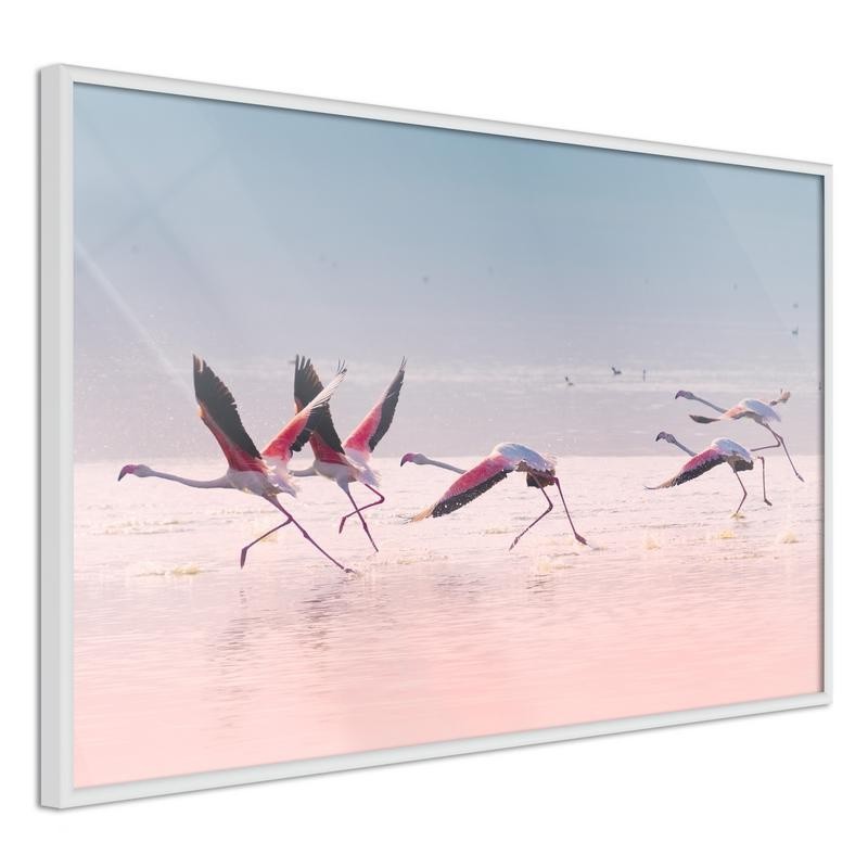 Poster - Flamingos Breaking into a Flight