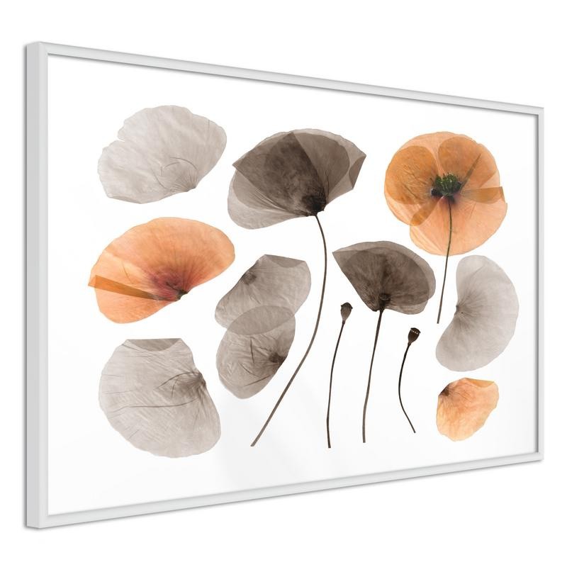 Poster - Dried Poppies