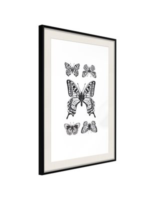Poster - Butterfly Collection IV