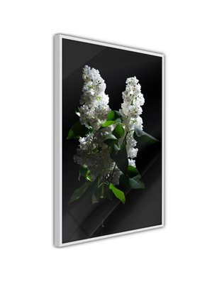 Poster - White Lilac
