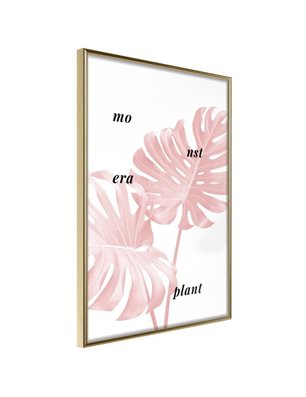 Poster - Pale Pink Monstera
