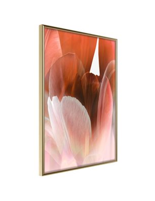 Poster - Tulip Petals