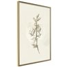 Poster - Beige Campanula