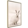 Poster - Curious Rabbit