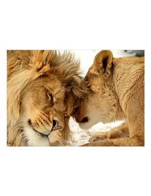 Fotomurale adesivo - Lion Tenderness