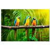 Quadro - Parrot Trio (1 Part) Wide