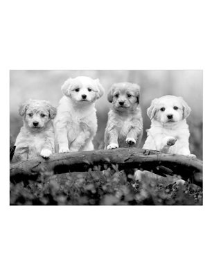 Carta da Parati Four Puppies