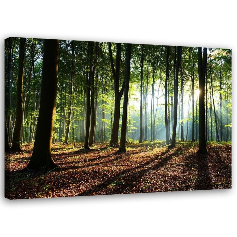 Quadro su tela, Alberi della foresta Raggi di sole